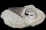 Mosasaur Tooth With Fish Vertebrae - Top Quality Prep #77984-2